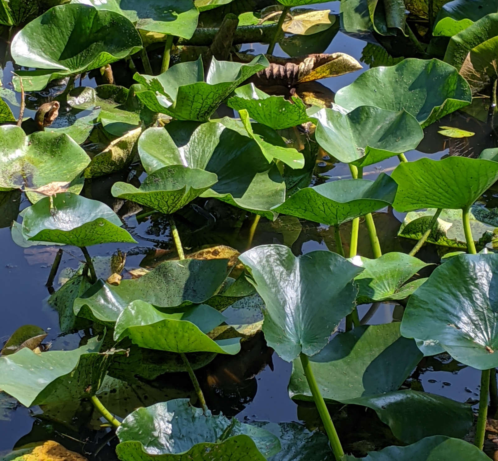 Lilypads